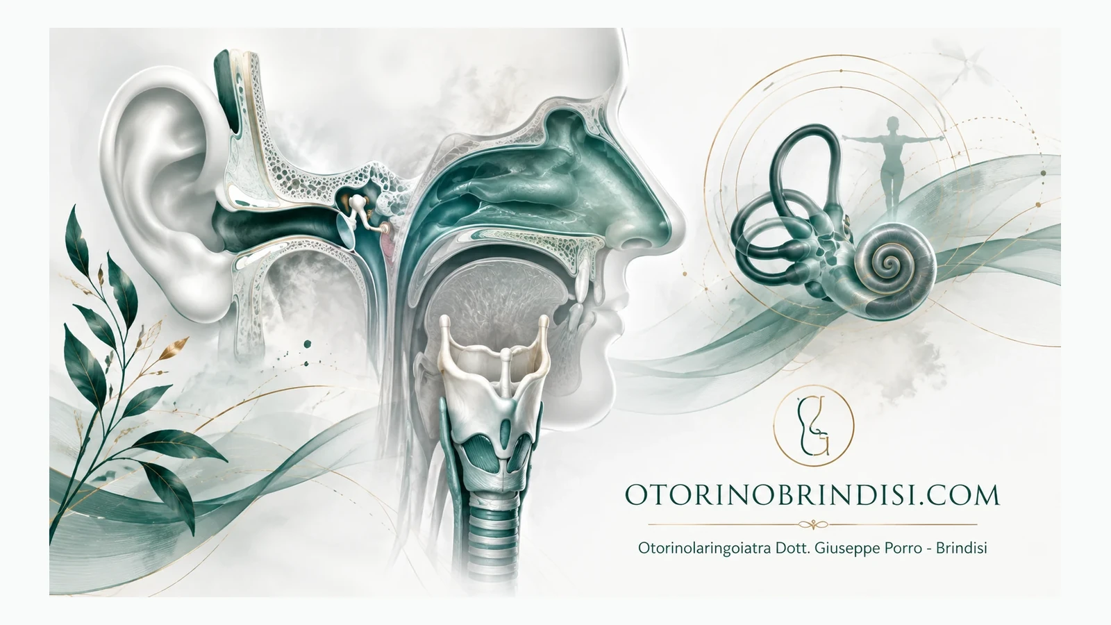 Otorinolaringoiatria: anatomia di orecchio, naso, gola ed equilibrio - otorinobrindisi.com